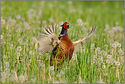 Fasanenbalz (1)... Fasan *Phasianus colchicus*