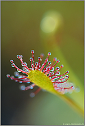 Detailansicht... Mittlerer Sonnentau *Drosera intermedia*