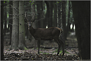 überraschende Begegnung... Rotspiesser *Cervus elaphus*