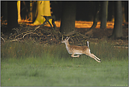 Lebenslust (2/3)... Damwild *Dama dama*