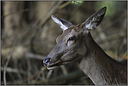 Kopfportrait... Rottier *Cervus elaphus*