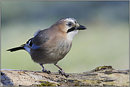 auf der Suche... Eichelhäher *Garrulus glandarius*