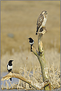 Eintracht... Mäusebussard *Buteo buteo*
