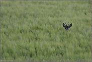 in Deckung... Rehbock *Capreolus capreolus*