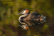 stolz...  Haubentaucher *Podiceps cristatus*