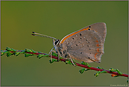 in der Heide...   Kleiner Feuerfalter *Lycaena phlaeas*