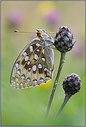 im Blütenmeer... Großer Perlmutterfalter *Argynnis aglaja*