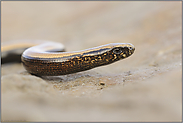 weit verbreitet... Blindschleiche *Anguis fragilis*