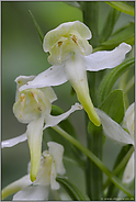 Blütendetails... Grünliche Waldhyazinthe *Platanthera chlorantha*