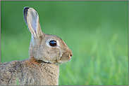 ganz nah... Wildkaninchen *Oryctolagus cuniculus *