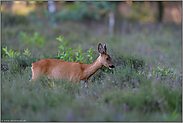 ziehend... Reh *Capreolus capreolus*