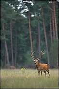 in Erwartung... Rothirsch *Cervus elaphus*