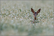 wachsame Blicke... *Capreolus capreolus*