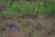 Heidewild... Reh *Capreolus capreolus*