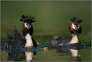 mit strenger Miene... Haubentaucher *Podiceps cristatus*