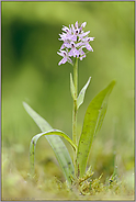in voller Blüte... Geflecktes Knabenkraut *Dactylorhiza maculata*