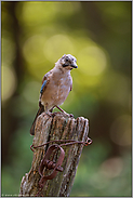 jung und alt... Eichelhäher *Garrulus glandarius*