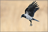 im Anflug... Nebelkrähe *Corvus cornix*