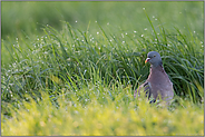 zum Sonnenaufgang... Ringeltaube *Columba palumbus*