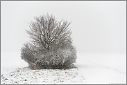 Feldrandgebüsch im Schneetreiben... Meerbusch *Nordrhein-Westfalen*