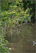 vertrieben... Eisvogel *Alcedo atthis*
