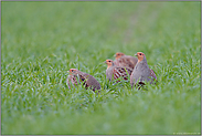 eine kleine Gesellschaft... Rebhühner *Perdix perdix*