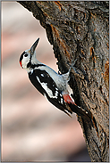 Bestimmungshilfe... Blutspecht *Dendrocopos syriacus*