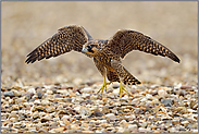 junger Wanderfalke... Wanderfalke *Falco peregrinus*