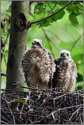Nachwuchstalente... Sperber *Accipiter nisus*