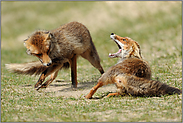 Zähne zeigen... Rotfüchse *Vulpes vulpes*