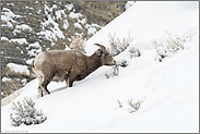 in den Bergen... Dickhornschaf *Ovis canadensis*
