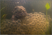 mitten im Froschlaich... Erdkröten *Bufo bufo*