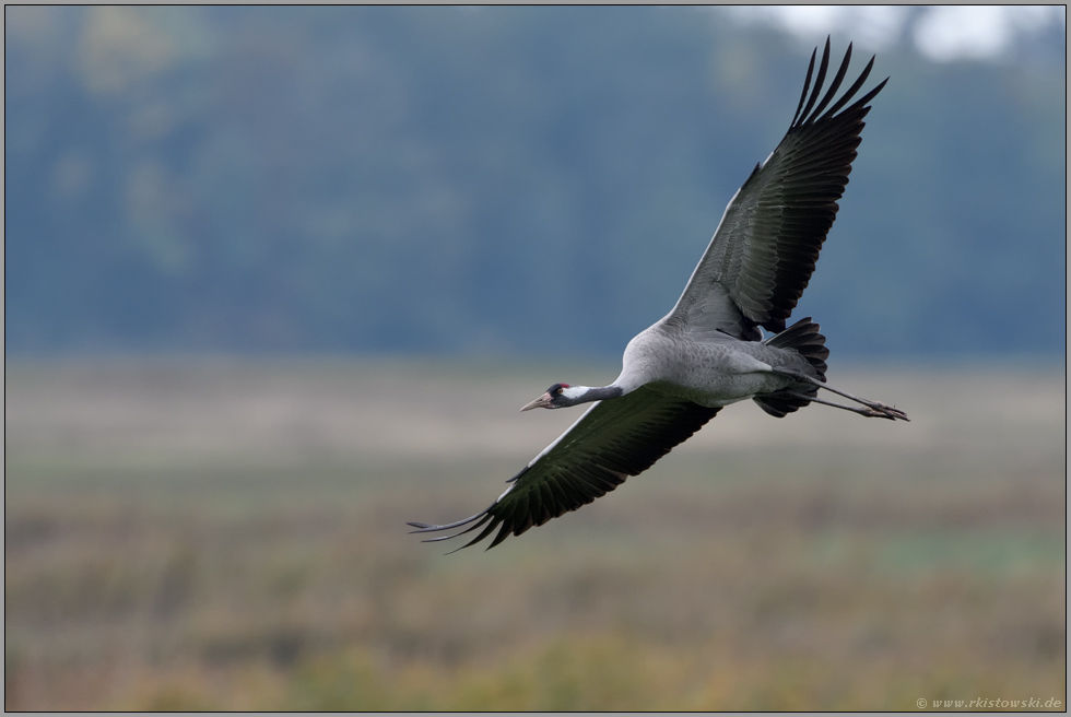 Flugaufnahme.. Grauer Kranich *Grus grus* überfliegt nasse Wiesen