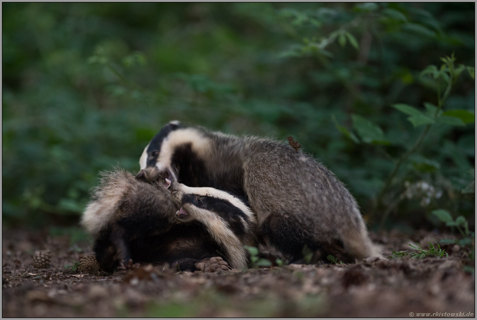 Streit unter Geschwistern... Europäischer Dachs *Meles meles*, junge Dachse raufen sich