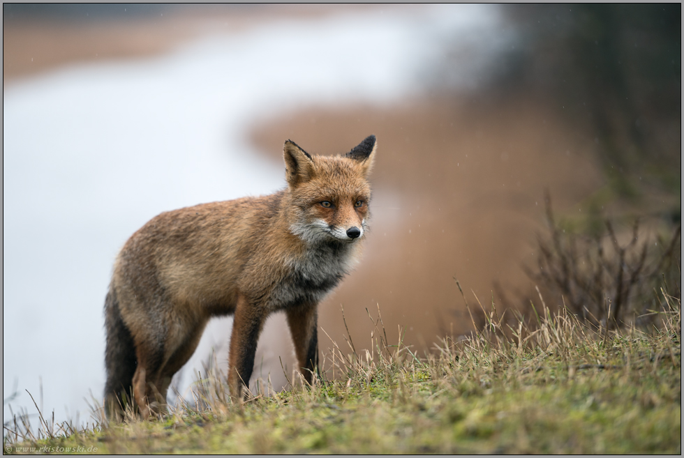 auf Erkundungstour... Rotfuchs *Vulpes vulpes* steht bei schlechtem Wetter am Rand der Böschung eines Gewässers