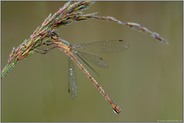 taubedeckt... Gemeine Binsenjungfer *Lestes sponsa*