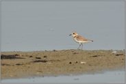 ganz bescheiden und doch sehr anspruchsvoll ... Seeregenpfeifer *Charadrius alexandrinus*