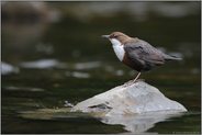 angepasst... Wasseramsel *Cinclus cinclus*