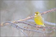 Farbtupfer... Grünfink *Carduelis chloris*