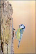 der Bergsteiger... Blaumeise *Cyanistes caeruleus*