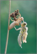frisch geschlüpft... Vierfleck *Libellula quadrimaculata*