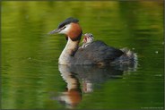 Geplärre... Haubentaucher *Podiceps cristatus*