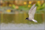 auf Beuteflug... Trauerseeschwalbe *Chlidonias niger*