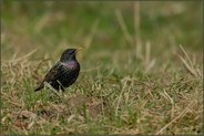 auf Nahrungssuche... Star *Sturnus vulgaris*