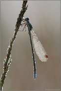 im hohen Gras... Gemeine Binsenjungfer *Lestes sponsa*