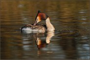 Gefiederpflege... Haubentaucher *Podiceps cristatus*