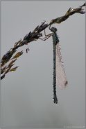 im hohen Gras... Gemeine Binsenjungfer *Lestes sponsa*