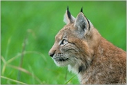 aufmerksam... Eurasischer Luchs *Lynx lynx*