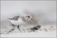 bei der Nahrungssuche... Sanderling *Calidris alba*