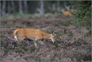 in der Heide... Rottier *Cervus elaphus*
